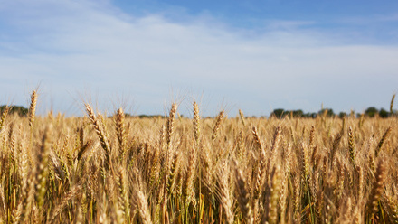 Agriculture harvest wheat.jpg